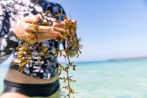 Frau mit einer Handvoll Seegras im Meer, Pagudpud, Ilocos Norte, Philippinen - CUF51030