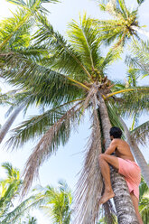 Mann klettert auf Kokospalme, Pagudpud, Ilocos Norte, Philippinen - CUF51051