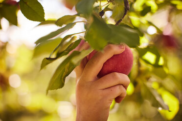 Mädchen pflückt Äpfel vom Baum - ISF21287