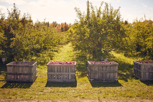 Kisten mit Äpfeln im Obstgarten - ISF21288