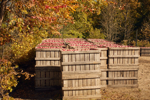 Kisten mit Äpfeln im Obstgarten - ISF21290