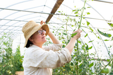Mature female gardener looking at tomato plants in polytunnel - ISF21306
