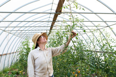 Ältere Gärtnerin betrachtet Tomatenpflanzen im Polytunnel - ISF21307