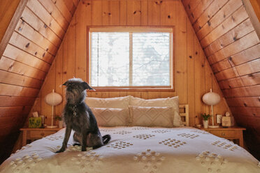 Hund auf Bett in A-Rahmen-Haus - ISF21320
