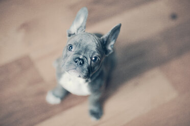 Portrait of French Bulldog puppy - ISF21355