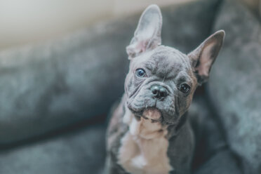 Portrait of French Bulldog puppy - ISF21356