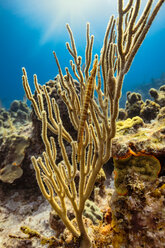 Unterwasseransicht eines Trompetenfisches, getarnt in einer Weichkoralle, Eleuthera, Bahamas - ISF21385