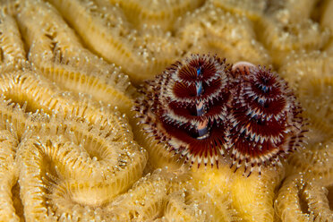 Underwater view of pair of christmas tree worms (spirobranchus giganteous), close up, Eleuthera, Bahamas - ISF21388