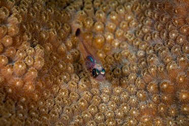 Unterwasseransicht von kleinen Fischen, getarnt in schützenden Korallen, Eleuthera, Bahamas - ISF21390