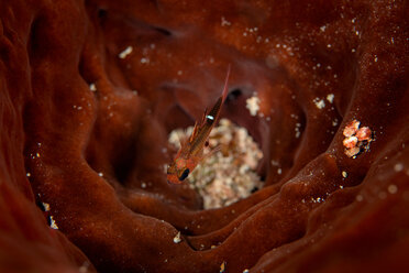 Underwater view of a small cardinal fish camouflaged in protective coral, Eleuthera, Bahamas - ISF21391