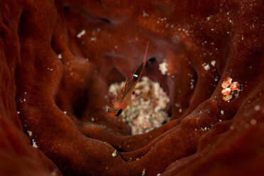 Unterwasseransicht eines kleinen Kardinalfisches, getarnt in einer Schutzkoralle, Eleuthera, Bahamas - ISF21391