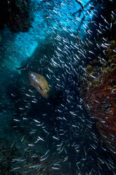 Unterwasseransicht eines Stachelmakrels, der durch einen Schwarm von Silberfisch schwimmt, Eleuthera, Bahamas - ISF21392