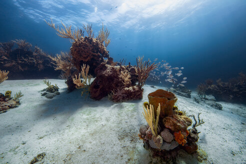 Szenische Unterwasseransicht eines Korallenriffs, Eleuthera, Bahamas - ISF21396