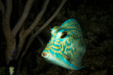 Unterwasseransicht eines Kuhfisches, Nahaufnahme, Eleuthera, Bahamas - ISF21412