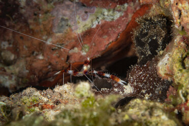 Underwater view of a banded-coral shrimp on the hunt, close up, Eleuthera, Bahamas - ISF21413