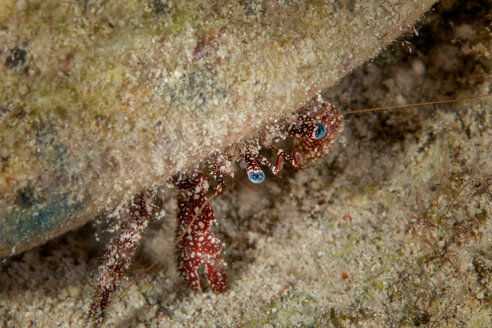 Unterwasseransicht eines großen Einsiedlerkrebses mit blauen Augen, Nahaufnahme, Eleuthera, Bahamas - ISF21414