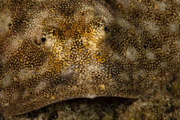 Unterwasseransicht eines gelben Stechrochens, Nahaufnahme des Gesichts, Eleuthera, Bahamas - ISF21416
