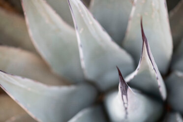 Details of Agave plant, Sedona, Arizona, USA - ISF21431