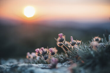 Nahaufnahme von Blumen bei Sonnenuntergang - BLEF03157