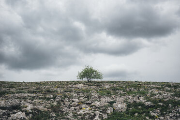 Baum in felsiger Landschaft unter Wolken - BLEF03159