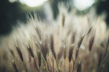 Nahaufnahme von Weizen auf einem Feld - BLEF03160