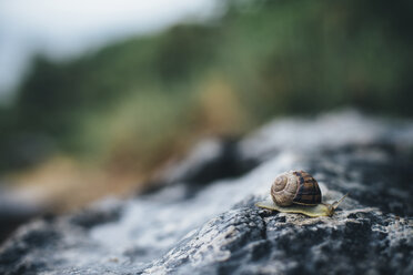 Nahaufnahme einer Schnecke auf einem Felsen - BLEF03161