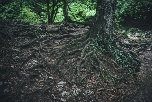 Exposed roots of tree in forest - BLEF03163