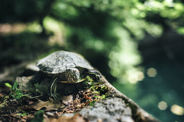 Schildkröte auf Felsen - BLEF03164