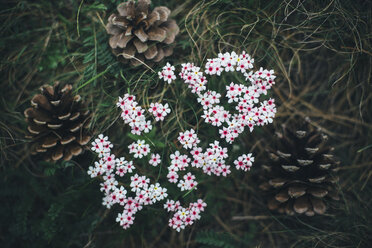 Tannenzapfen und Blumen im Gras - BLEF03175