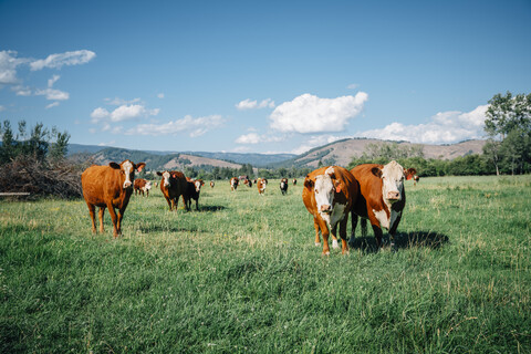 Kühe auf der Weide, lizenzfreies Stockfoto