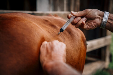 Kaukasischer Landwirt, der einer Kuh einen Impfstoff injiziert - BLEF03210