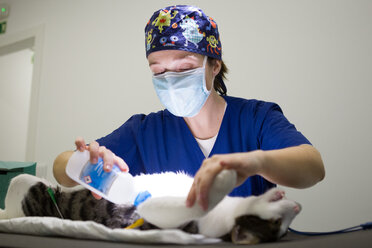 Veterinarian preparing cat for treatment - CUF51099