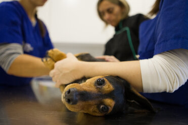 Veterinarian and nurses preparing dog for treatment - CUF51105
