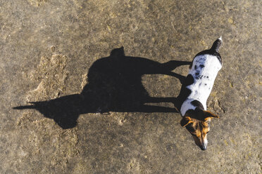 Little dog and his big shadow - WPEF01511