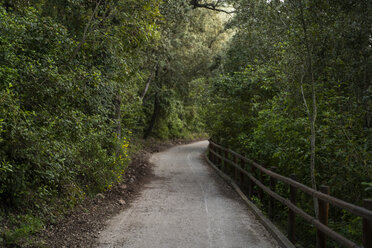 Deserted forest track - AFVF02942