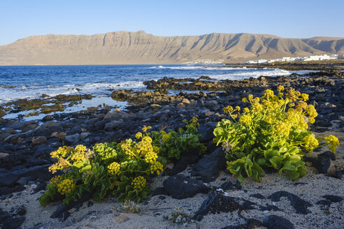 Spanien, Kanarische Inseln, Lanzarote, Caleta de Famara, Kanarischer Samphire am Strand, Risco de Famara im Hintergrund - SIEF08626