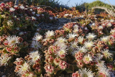 Spanien, Kanarische Inseln, Lanzarote, Eispflanze , Mesembryanthemum crystallinum - SIEF08628