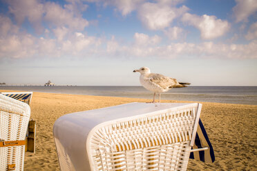 Deutschland, Usedom, Heringsdorf, Möwe auf Kapuzenstrandkorb - PUF01429