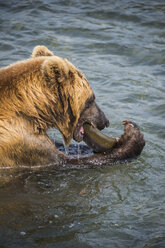 Russland, Kamtschatka, Kurilensee, Kamtschatka-Braunbär, Ursus arctos beringianus, frisst Salom - RUNF02005