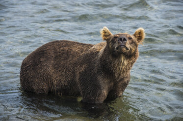 Russia, Kamchatka, Kurile lake, Kamchatka brown bears (Ursus arctos beringianus - RUNF02009