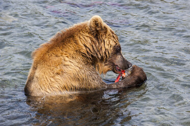 Russia, Kamchatka, Kurile lake, Kamchatka brown bear, Ursus arctos beringianus, eating salom - RUNF02023