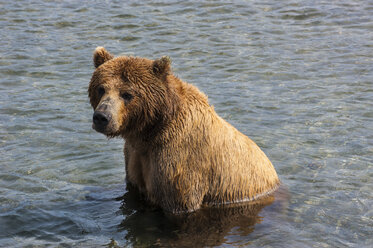 Russland, Kamtschatka, Kurilensee, Kamtschatka-Braunbären (Ursus arctos beringianus - RUNF02024