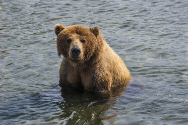 Russia, Kamchatka, Kurile lake, Kamchatka brown bears (Ursus arctos beringianus - RUNF02025