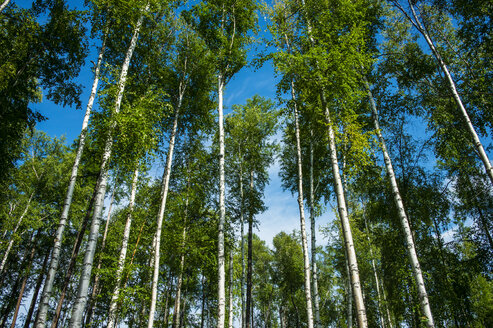 Birkenwald in der Nähe des Vulkans Tolbachik, Kamtschatka, Russland - RUNF02049