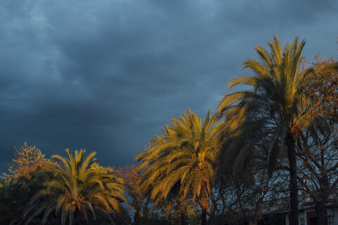 Kokosnusspalmen bei Sonnenuntergang mit bewölktem Himmel, Huelva, Spanien, lizenzfreies Stockfoto