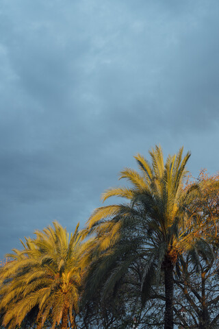 Kokosnusspalmen bei Sonnenuntergang mit bewölktem Himmel, Huelva, Spanien, lizenzfreies Stockfoto