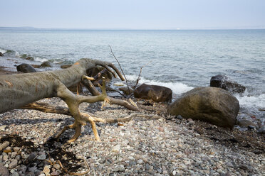 Deutschland, Rügen, Granitz, Biosphärenreservat, Naturschutzgebiet, Totholz am Strand - WIF03900