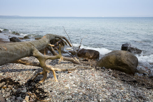 Germany, Ruegen, Granitz, biosphere reserve, nature reserve, deadwood at the beach - WIF03900