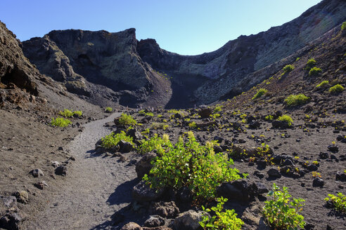 Spanien, Kanarische Inseln, Lanzarote, Naturpark Los Volcanes, Montana del Cuervo, Kanarischer Sauerampfer, Rumex lunaria, Unterwegs - SIEF08639