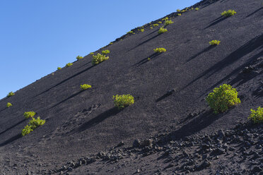 Spain, Canary Islands, Lanzarote, Los Volcanes Nature Park, Montana del Cuervo, Canary Islands sorrel, Rumex lunaria - SIEF08640